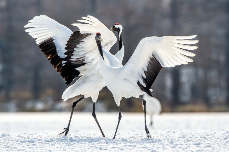 Dancing crane