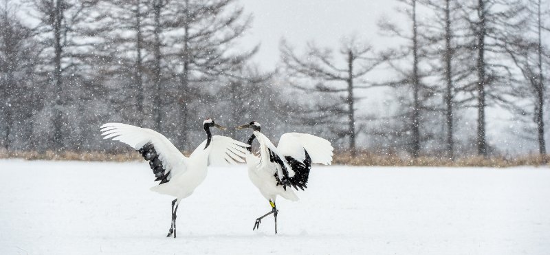 The red-crowned crane dancing