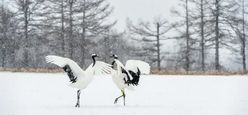 Red-Crowned Crane: Is This An Endangered Species? 10 The red-crowned crane dancing