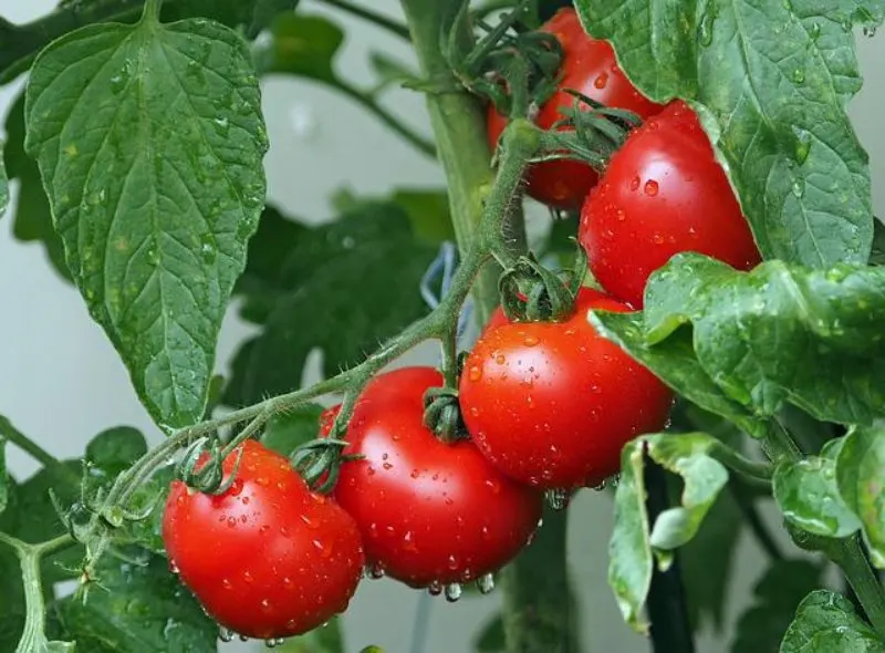 19 Best Vegetables to Grow in Greenhouses 3 Tomatoes