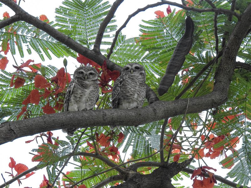 Mexican Spotted Owls on tree