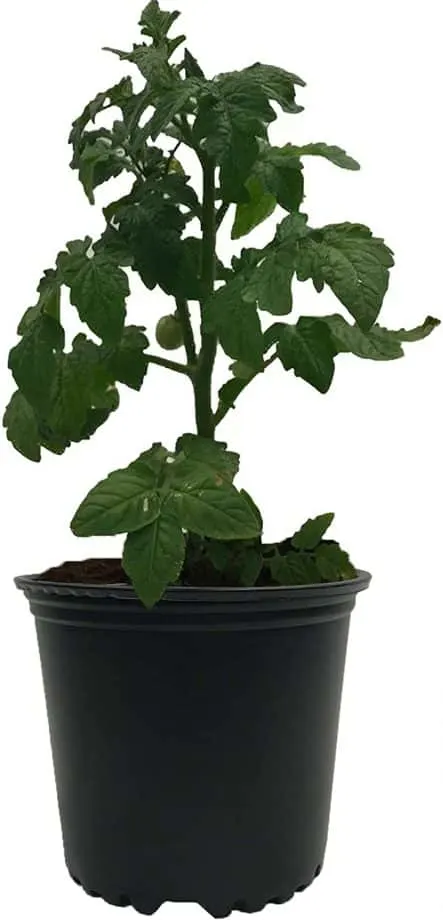 9 Cheap Nursery Pots for Greenhouses & Gardening 4 Viagrow 1 Gal. plastic Nursery Pots (3.78 Liters)