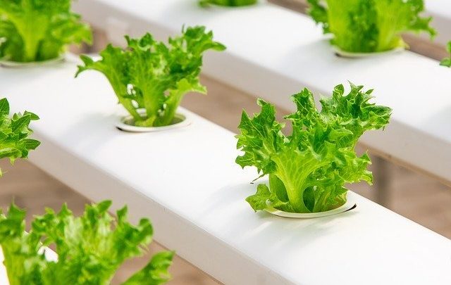 Best greenhouse kits