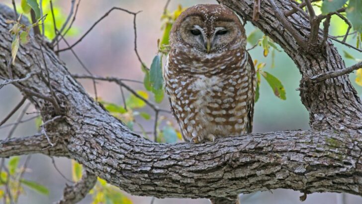 close up of Mexican spotted owl