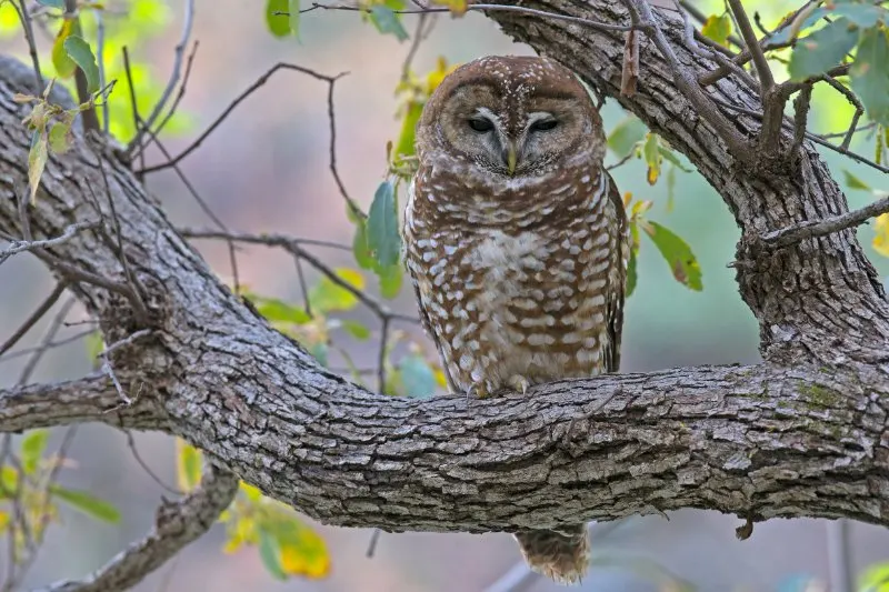 close up of mexican spotted owl 
