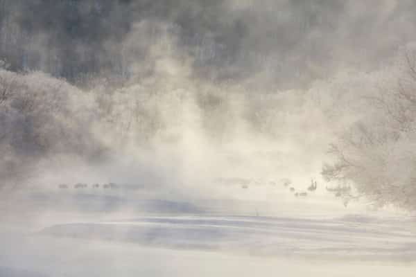 Red-Crowned Crane: Is This An Endangered Species? 2 Red-Crowned Cranes in Winter