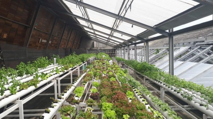 best greenhouse lights