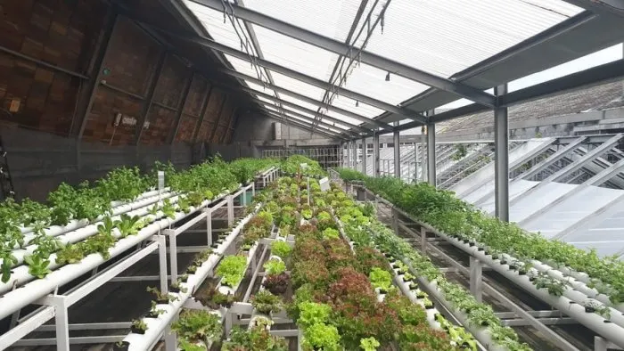 best greenhouse lights