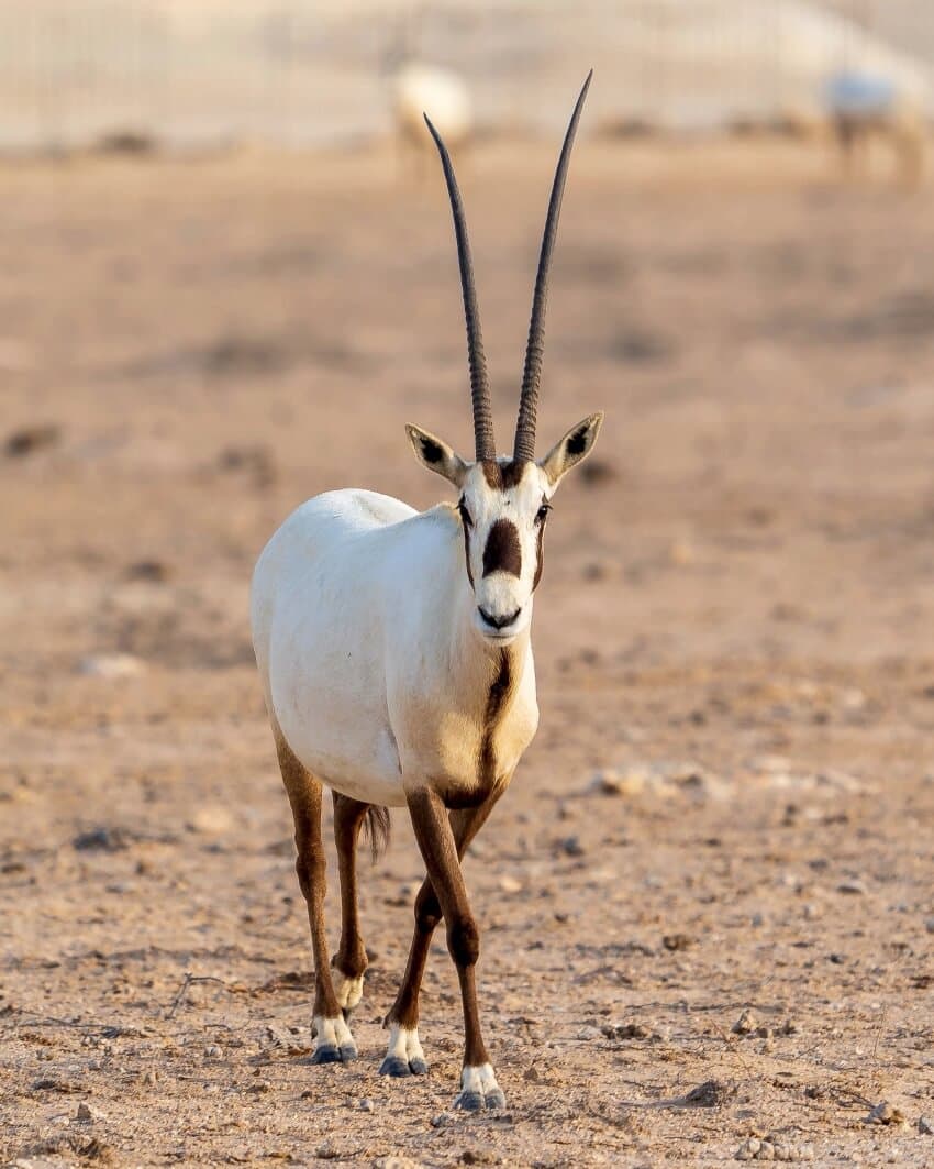 A Close Arabian Oryx