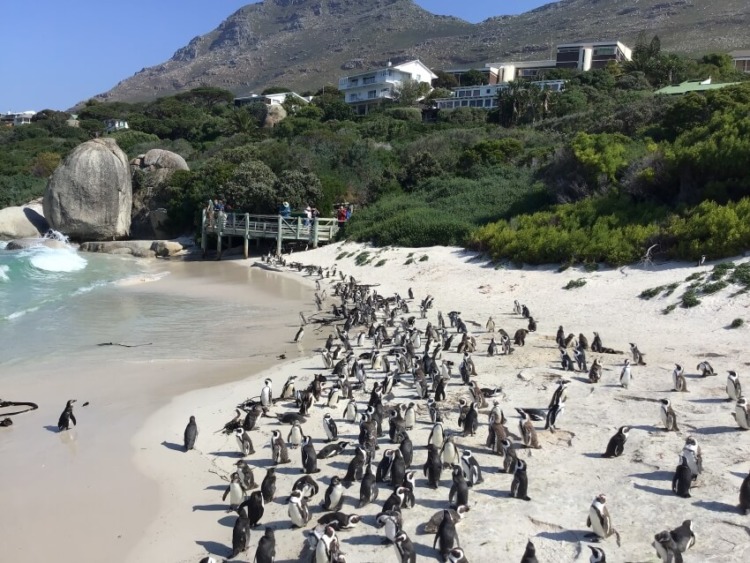 A Group of African Penguin