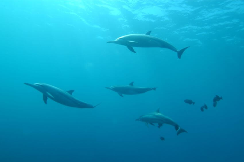 A Group of Dolphins