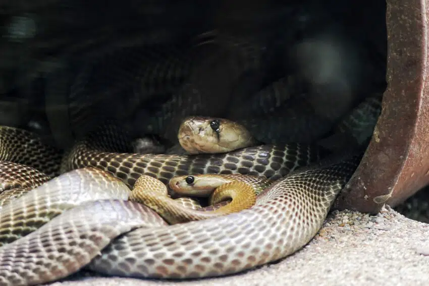 A Group of King Cobra