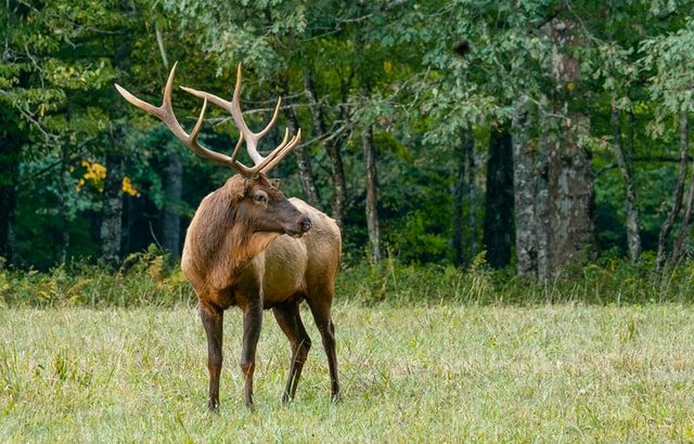 types of deer