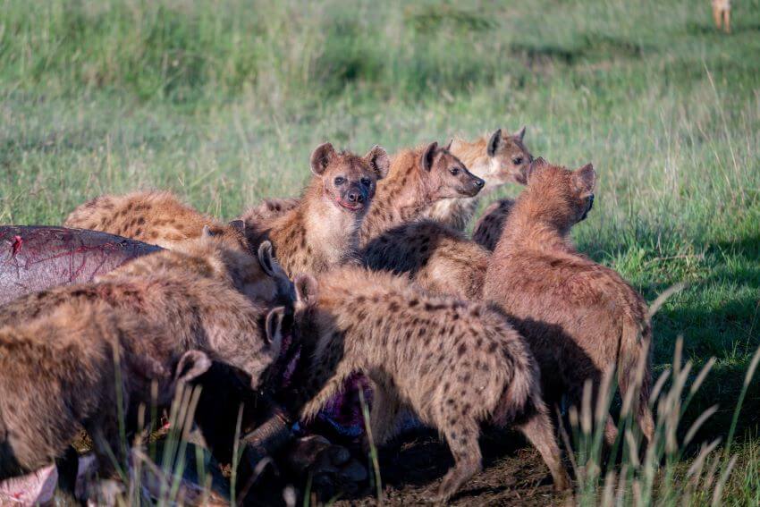 Spotted Hyena: Why is it Endangered? 2 A Group of Hyenas