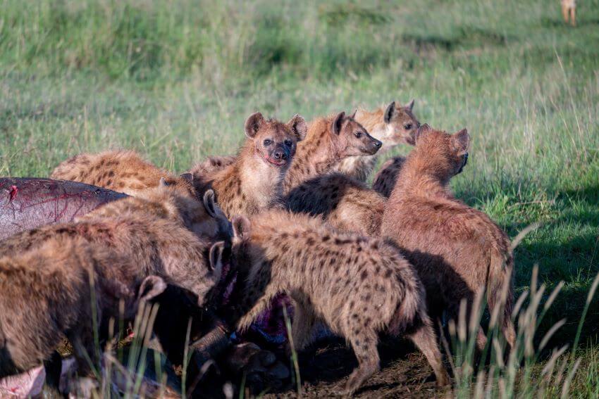 A Group of Hyenas