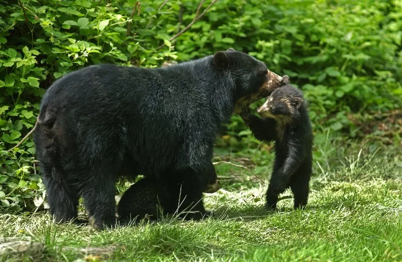 Spectacled Bear, Female with Youngs standing on Grass