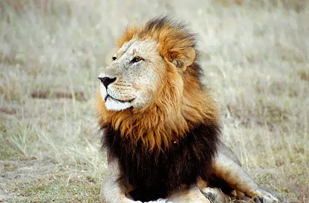 7 Types of Lions Around the World 7 Abyssinian Lion