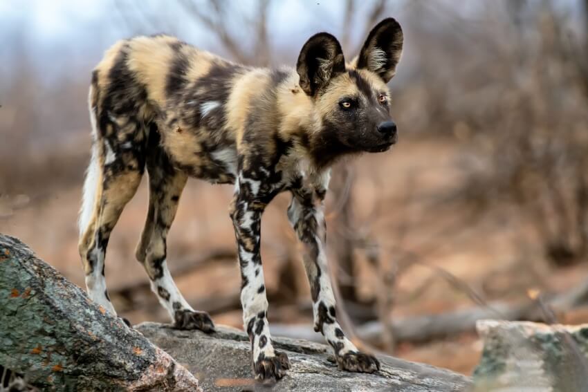 African Wild Dog Standing on a Rock