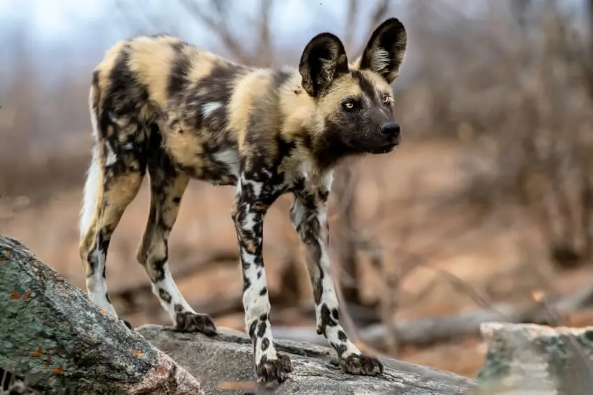 African Wild Dog: Why Is It Endangered? 3 African Wild Dog Standing on a Rock