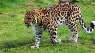 Amur Leopard