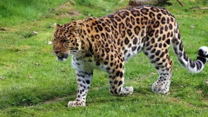 Amur Leopard