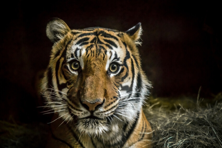 Malayan Tiger 3 Adult Malayan Tiger