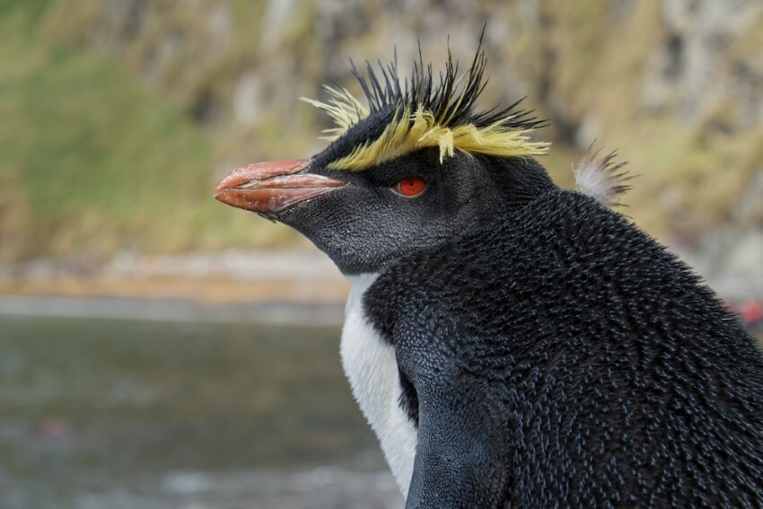 Northern Rockhopper Penguin: Is This Animal Endangered? 1 Northern Rockhopper Penguin Sideview