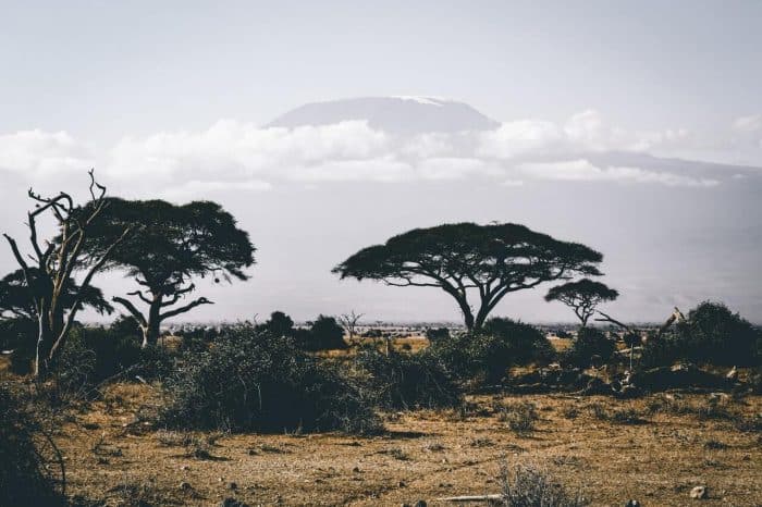 15 Best Environmental Organizations in Africa