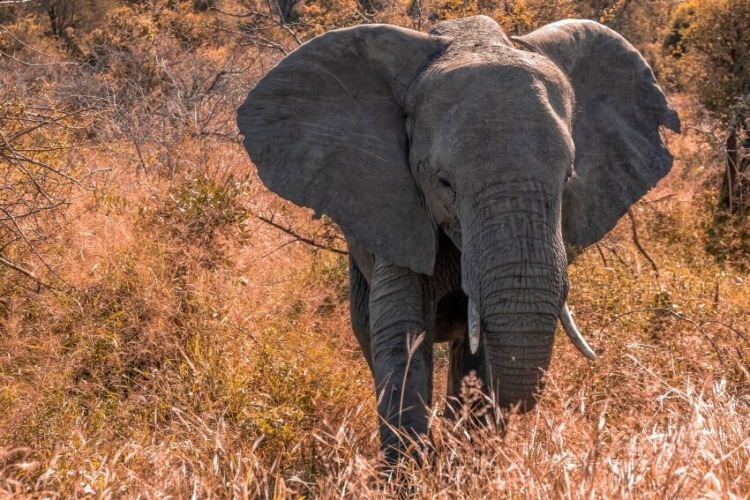 African Elephant: Is This Species Endangered? 2 Lone African Elephant