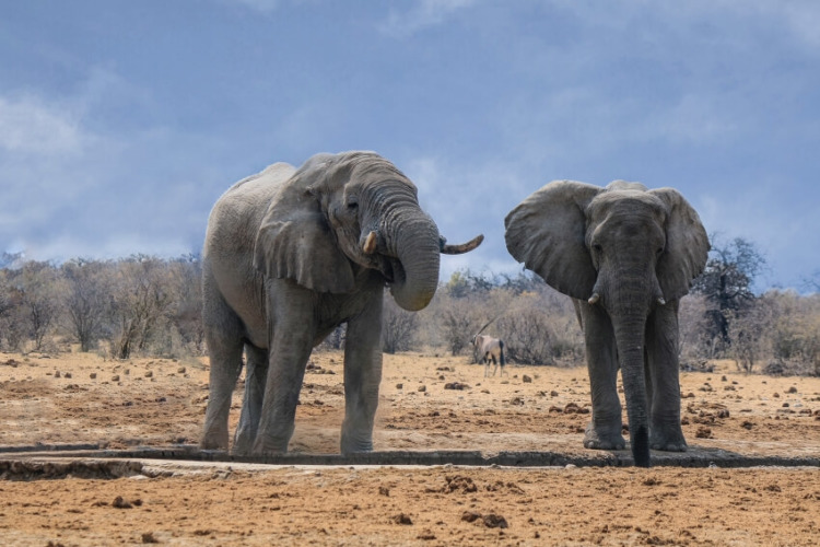 African Elephant: Is This Species Endangered? 4 Two Adult African Elephant