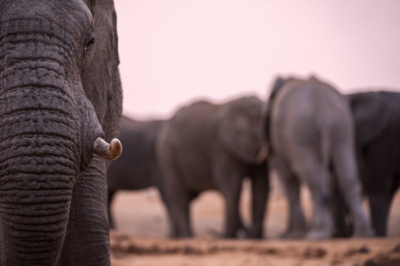 close up portrait of an elephant's eye, tusk and trunk taken after sunset