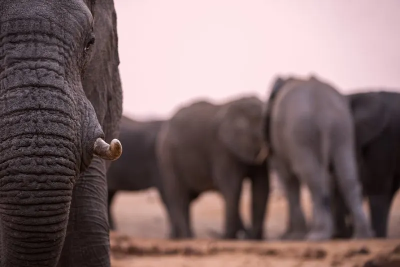 close up portrait of an elephant's eye, tusk and trunk taken after sunset