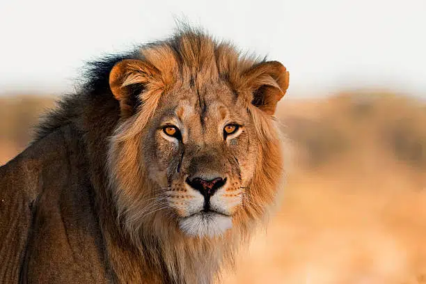 African Lion