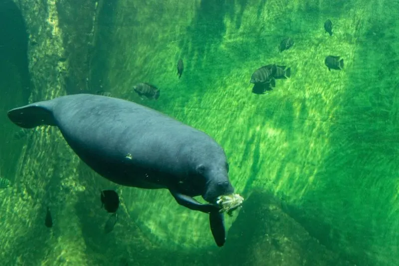 African Manatee Eating Underwater