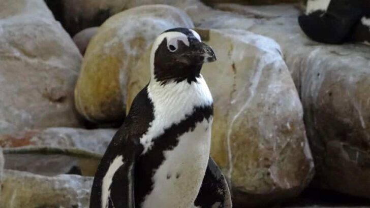 African Penguin