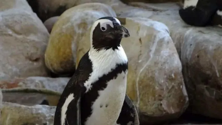 African Penguin