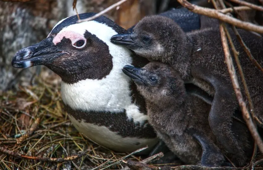 African Penguin: Why Is It Endangered? 2 African Penguin with Penguin Chicks