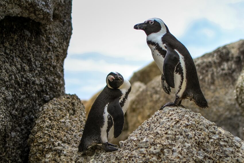 Pair of African Penguin on the Rocks