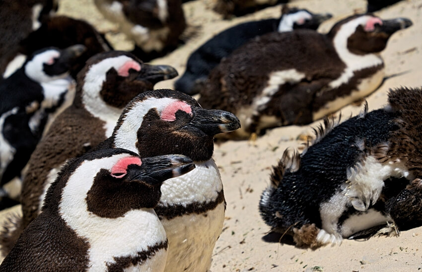 Flock of African Penguins