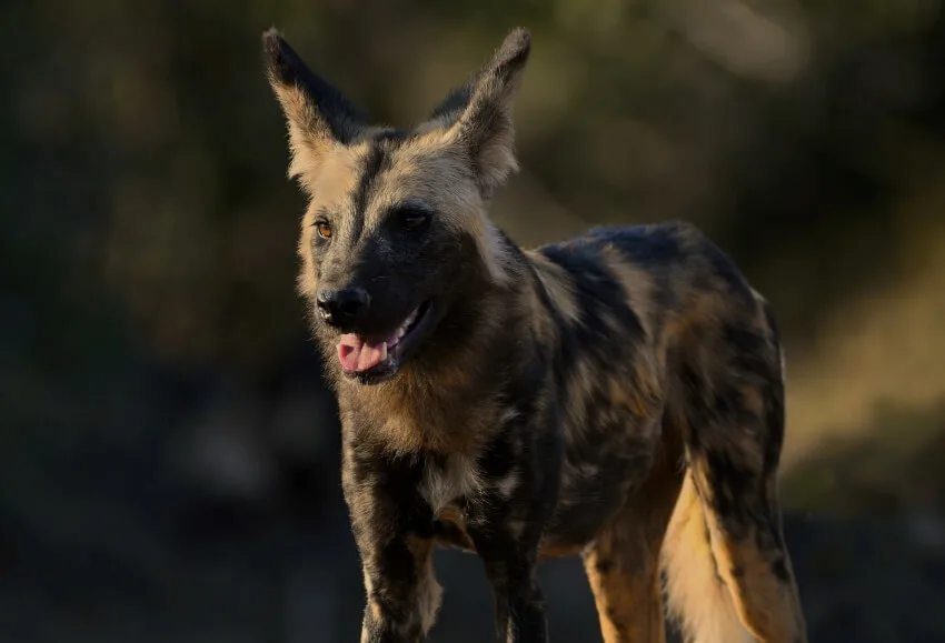 African Wild Dog That Look Like Smiling