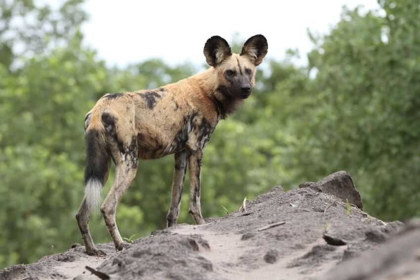 African Wild Dog Standing on a Rock