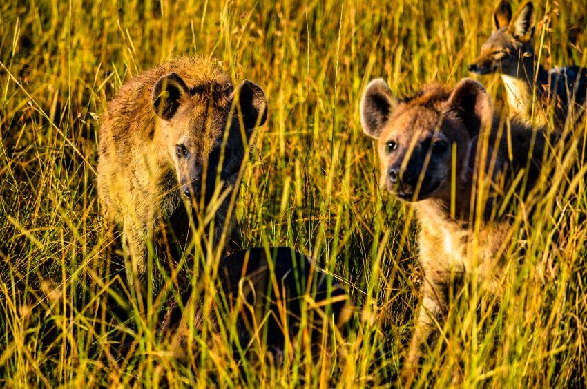 African Wild Dog Conservancy