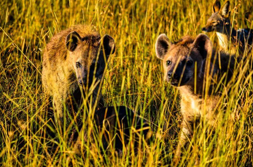 African Wild Dog Conservancy