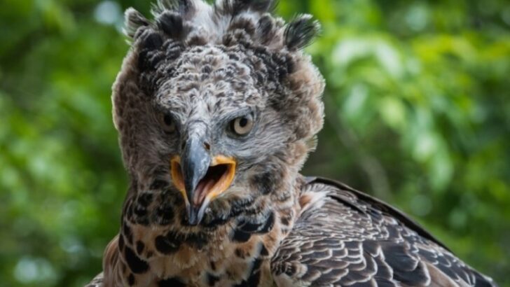 African crowned eagle