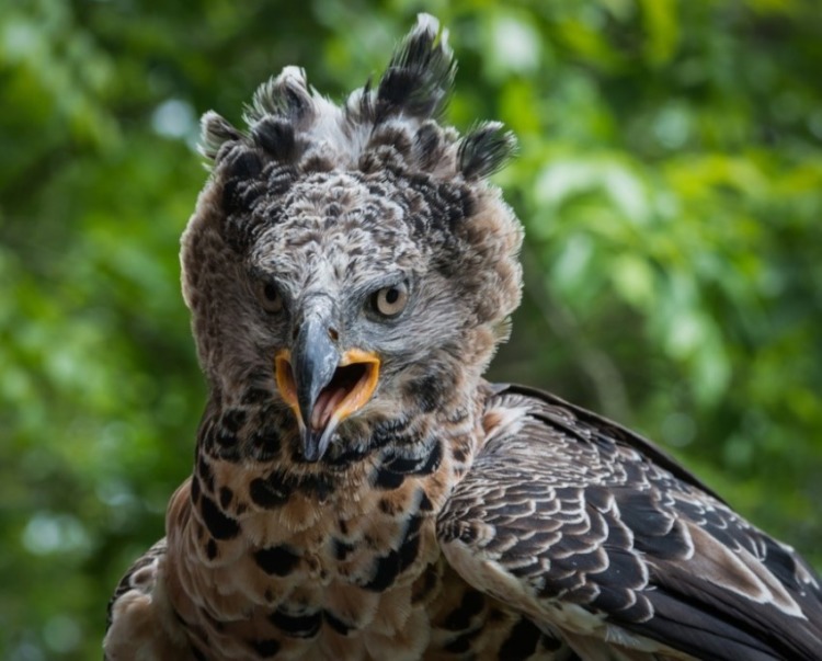 African crowned eagle