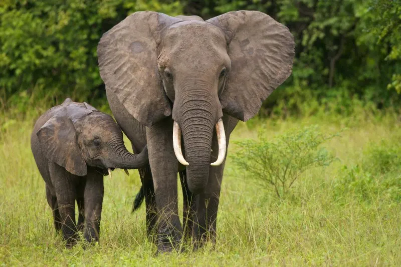 African elephant and her baby walking towards the camera