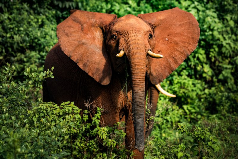 African elephant close up standing next to small trees