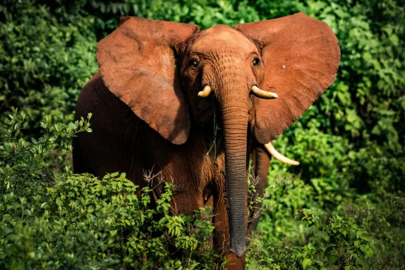 African elephant close up standing next to small trees