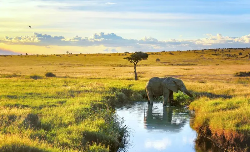 African elephant eating grasses and standing in the water 