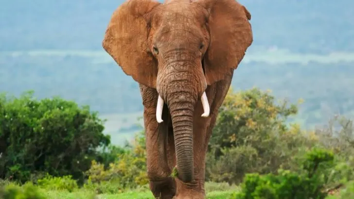African elephant looking at the camera, front view